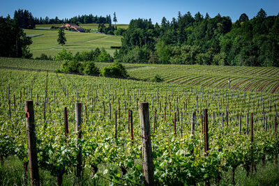 Oregon vineyard